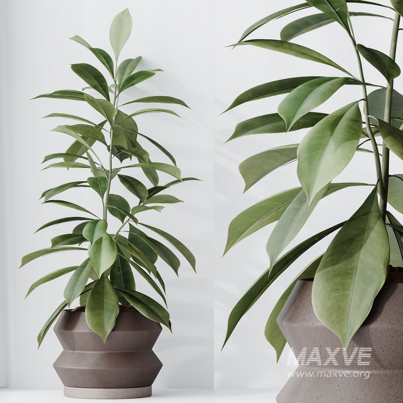 Indoor plant set 52 - Image 2