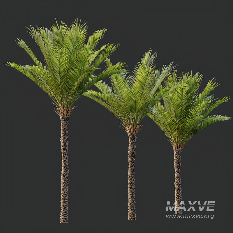HQ Plants Phoenix Dactylifera Date Jurassic Palm Tree - Image 2