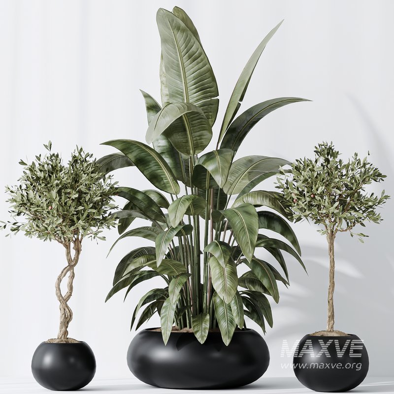 Indoor plant set 47 - Image 4