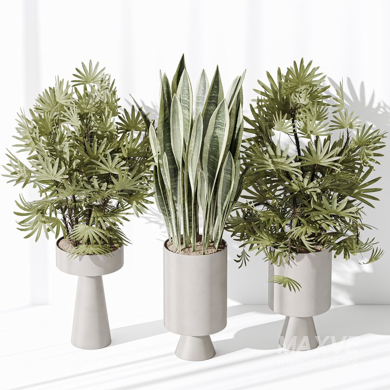 Indoor plant set 29 - Image 5