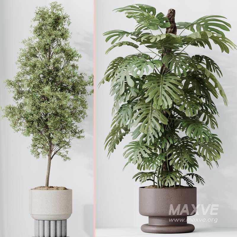 Indoor plant set 48 - Image 3