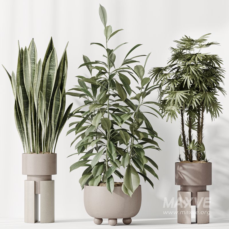 Indoor plant set 46 - Image 2