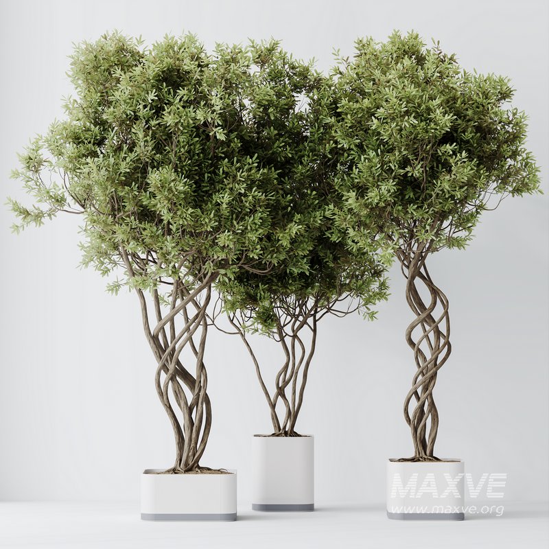 HQ HousePlants Mission Kalamata Leccino Arbequina Wilsonii Chemlali Olive Set16 - Image 5