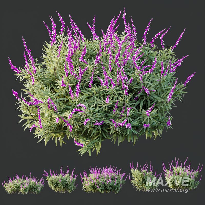 HQ Plants Salvia Leucantha Mexican Sage Santa Barbara - Image 4