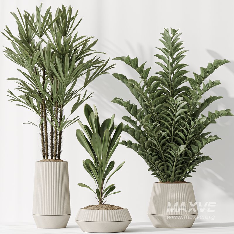 Indoor plant set 49 - Image 4