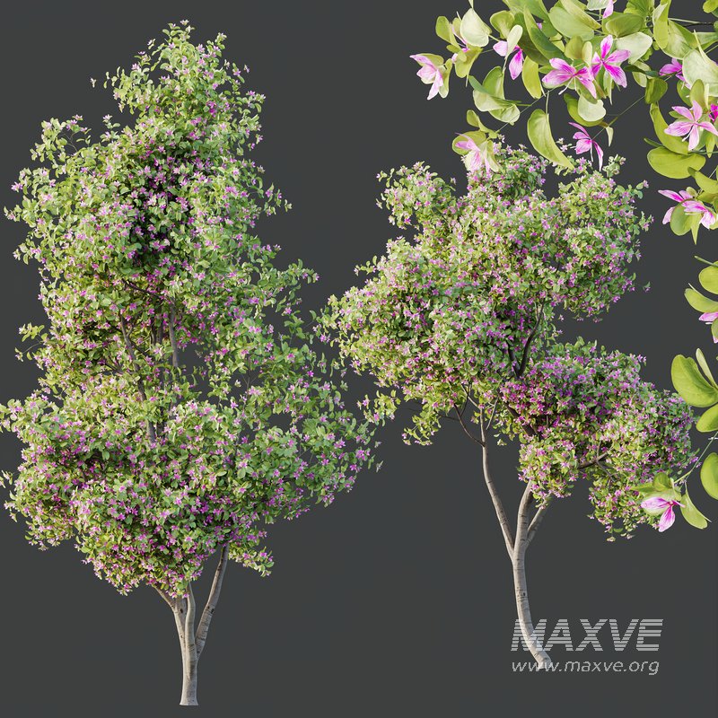 Plants Butterfly Orchid Geranium Bauhinia Purpurea Purple Tree - Image 4