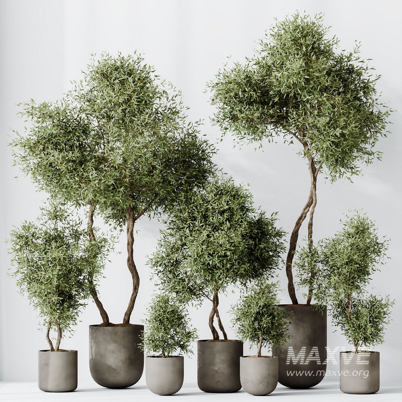 HQ HousePlants Mission Kalamata Leccino Arbequina Wilsonii Chemlali Olive Set 20 - Image 5