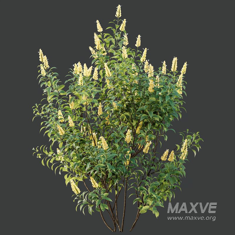 HQ Plants Kapebonavista Pachystachys Lutea Golden Shrimp - Image 2