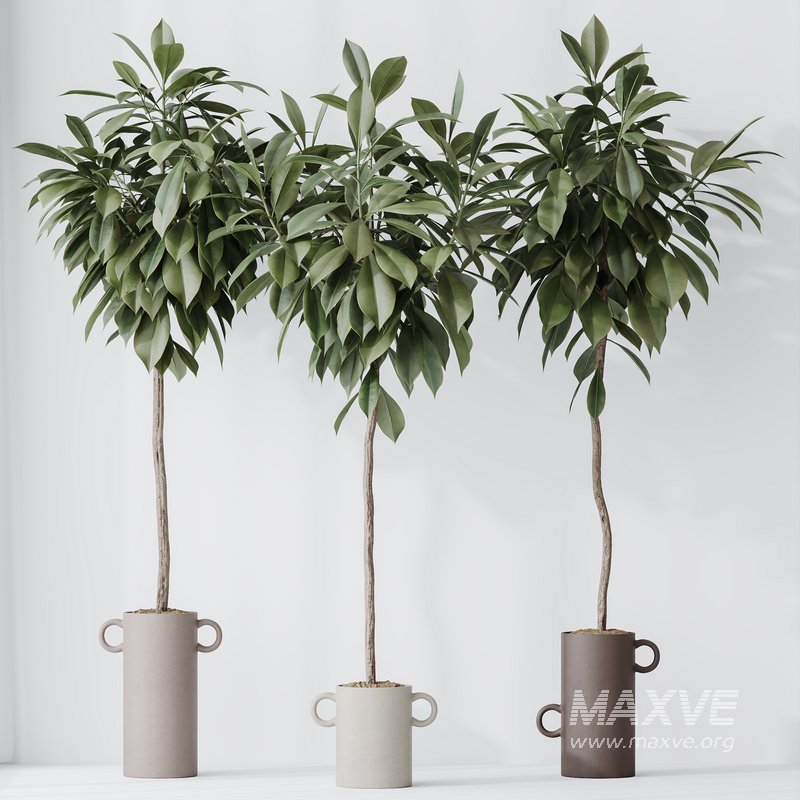 HousePlants Ficus Cyathistipula African Fig Set03 - Image 4