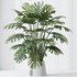 HousePlants Elegant Monstera Deliciosa Large Leaf Form Swiss Cheese Set04 - Thumbnail 3