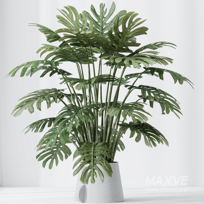 HousePlants Elegant Monstera Deliciosa Large Leaf Form Swiss Cheese Set04 - Image 3