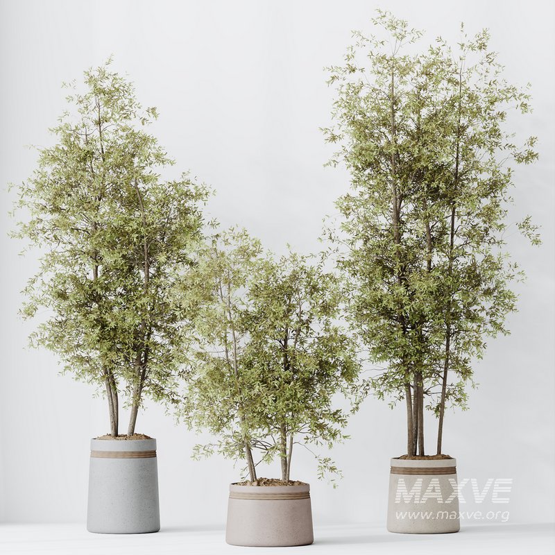 HousePlants Mission Kalamata Leccino Arbequina Wilsonii Chemlali Olive Set12 - Image 2