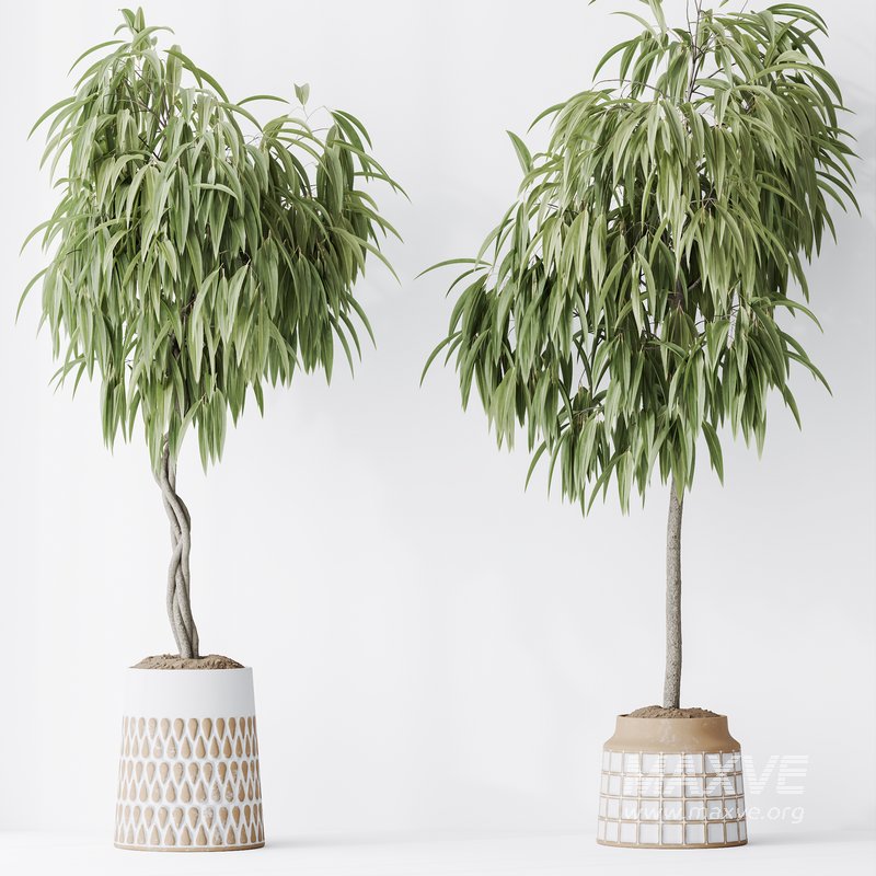 Indoor plant set 39 - Image 4