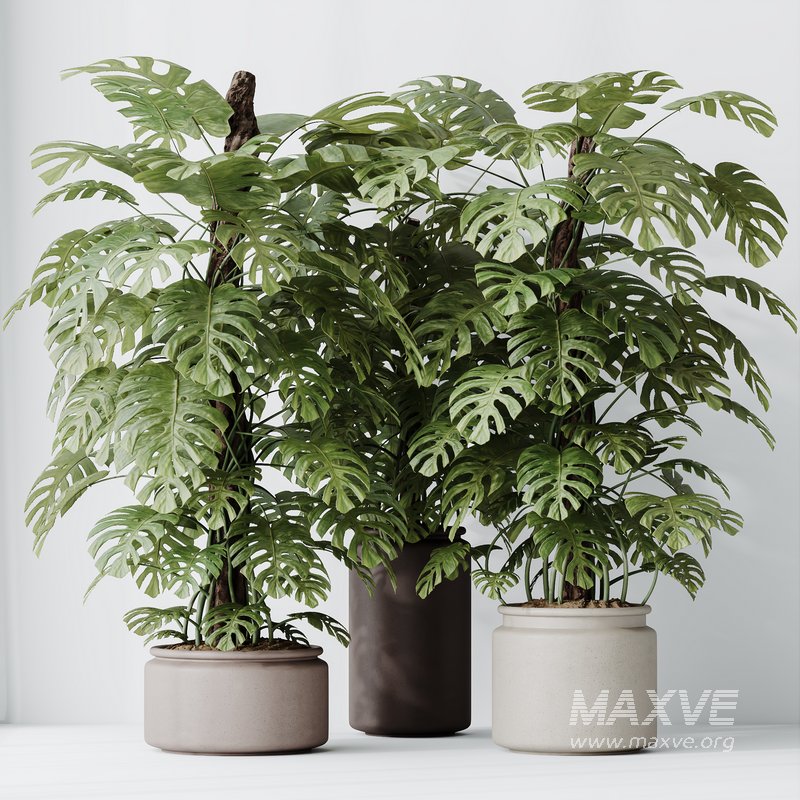 HousePlants Elegant Monstera Deliciosa Large Leaf Form Swiss Cheese - Image 2