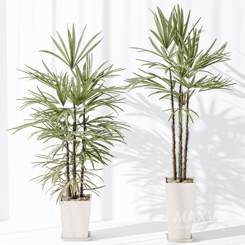 Indoor plant set 35 - Image 2