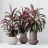 HousePlants Calathea Rufibarba Elbergrass Velvet Affordable - Thumbnail 2