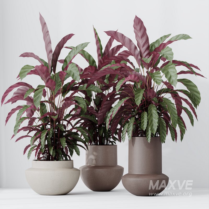HousePlants Calathea Rufibarba Elbergrass Velvet Affordable - Image 2