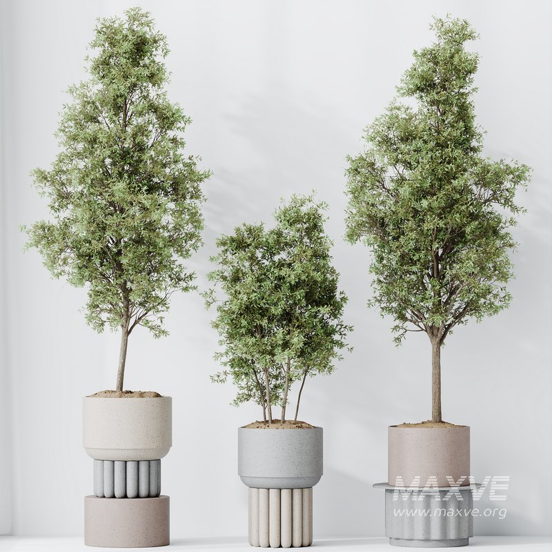 HousePlants Mission Kalamata Leccino Arbequina Wilsonii Chemlali Olive Set13 - Image 3