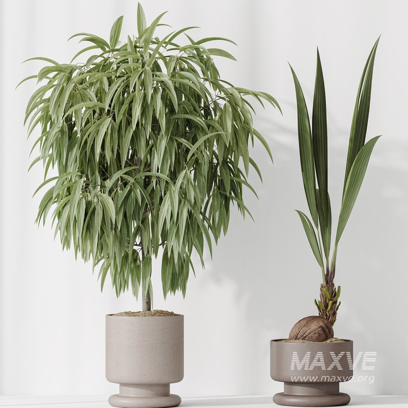 Indoor plant set 53 - Image 4