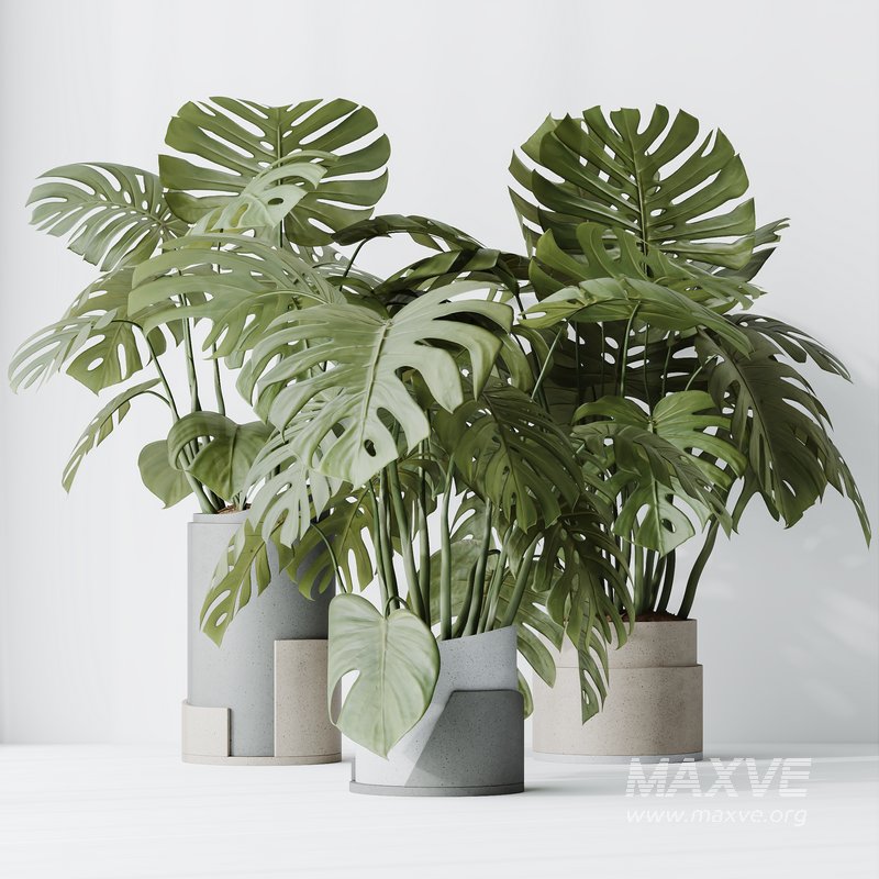 HousePlants Elegant Monstera Deliciosa Large Leaf Form Swiss Cheese Set03 - Image 5
