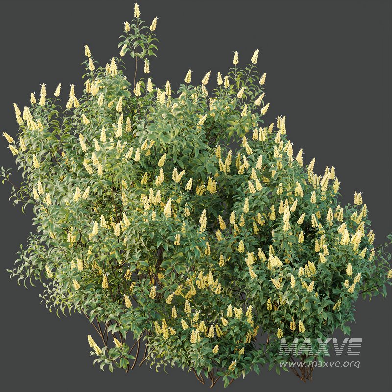 HQ Plants Kapebonavista Pachystachys Lutea Golden Shrimp - Image 3