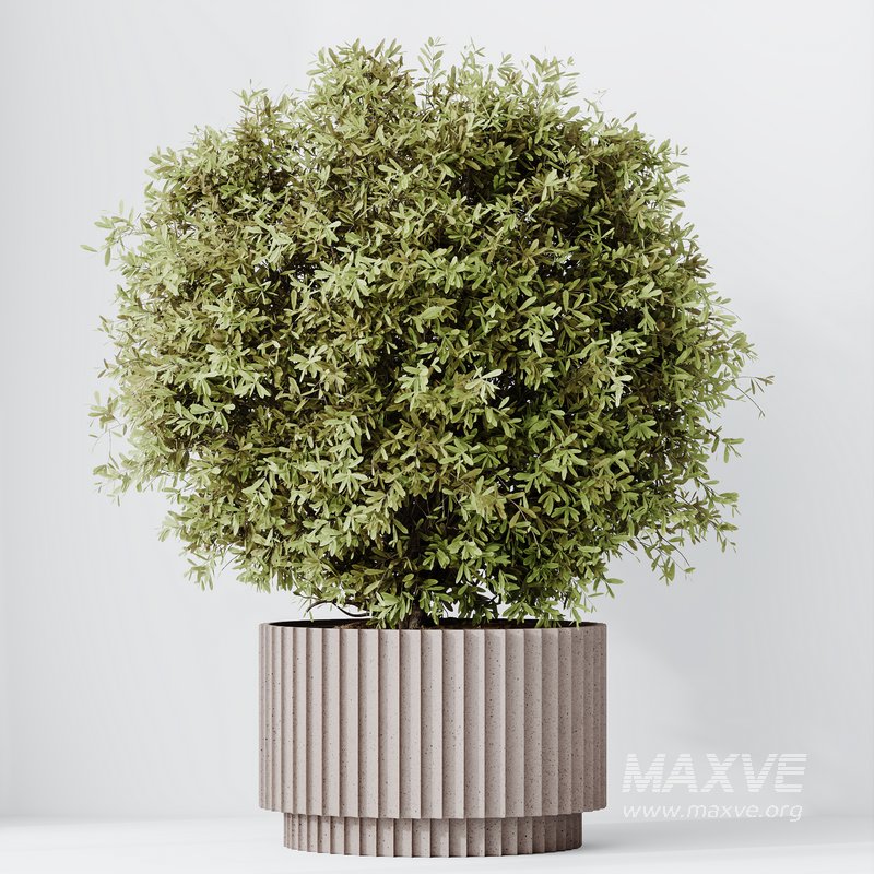 Indoor plant set 55 - Image 3