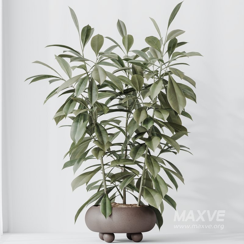 Indoor plant set 36 - Image 5