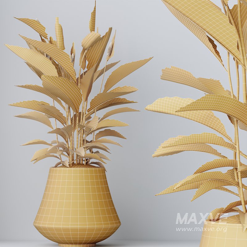 HQ HousePlants Spathiphyllum Wallisii Bellini Peace Lily Domino - Image 5