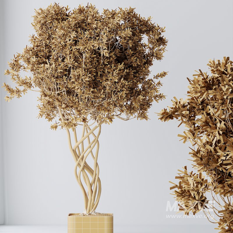 HQ HousePlants Mission Kalamata Leccino Arbequina Wilsonii Chemlali Olive Set16 - Image 4