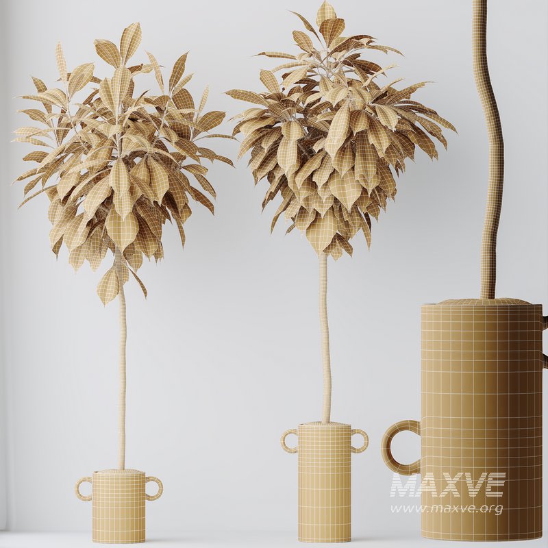 HousePlants Ficus Cyathistipula African Fig Set03 - Image 5