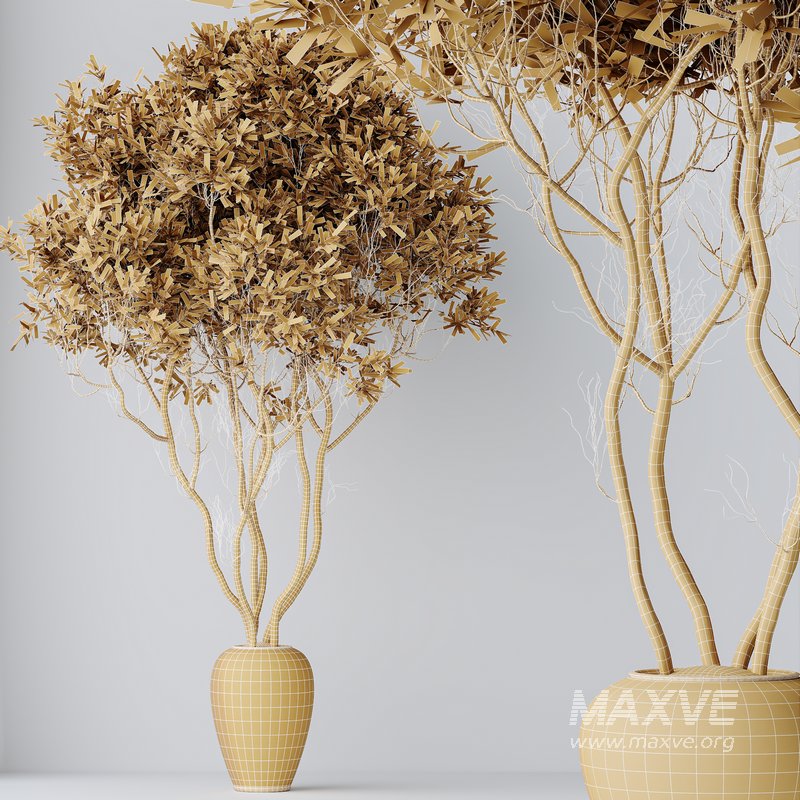 HQ HousePlants Mission Kalamata Leccino Arbequina Wilsonii Chemlali Olive Set17 - Image 5