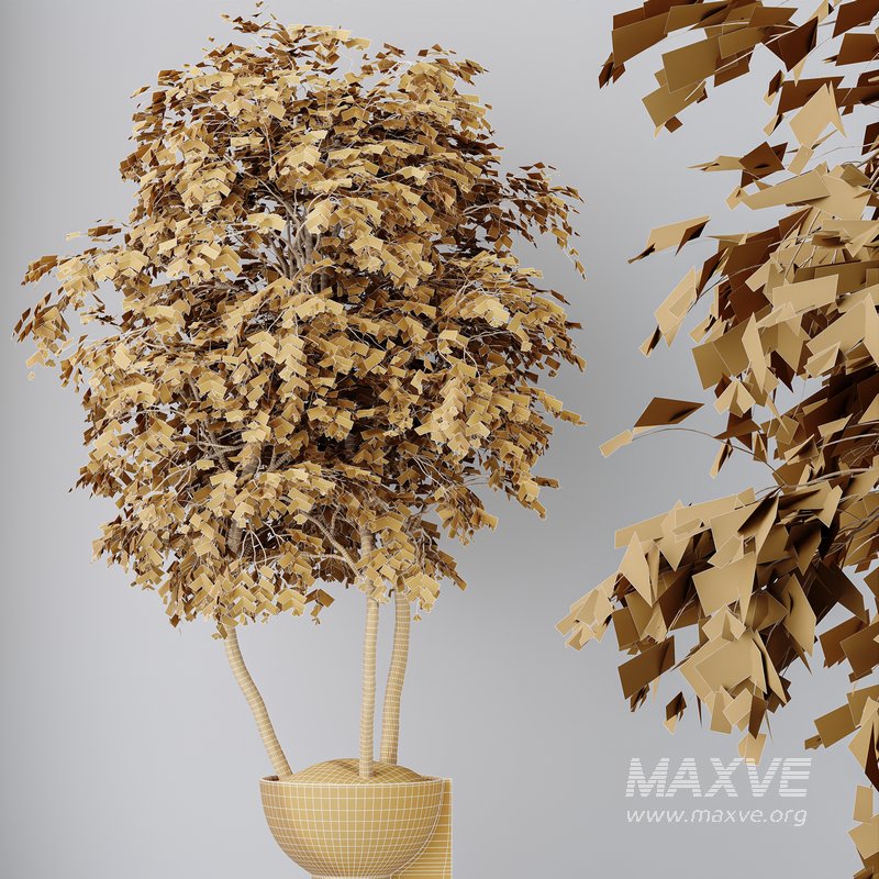 HousePlants Mission Kalamata Leccino Arbequina Wilsonii Chemlali Olive Set15 - Image 5