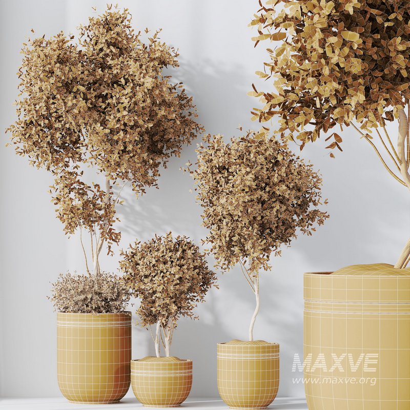 HQ HousePlants Mission Kalamata Leccino Arbequina Wilsonii Chemlali Olive Set 21 - Image 5