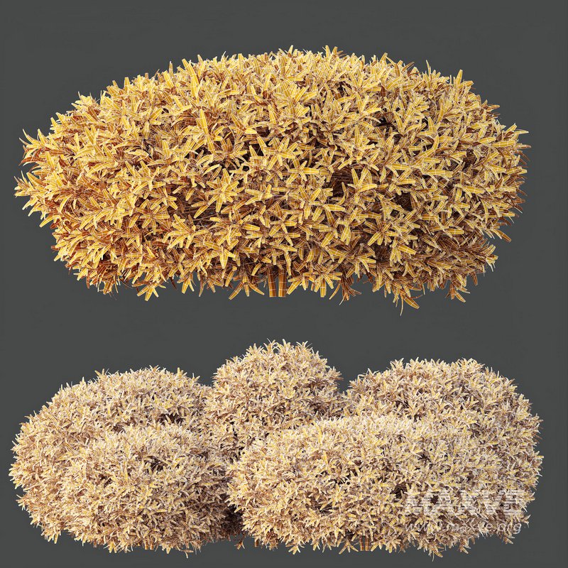 HQ Plants Phillyrea Angustifolia Rosemarinifolia Nana Architectural - Image 3