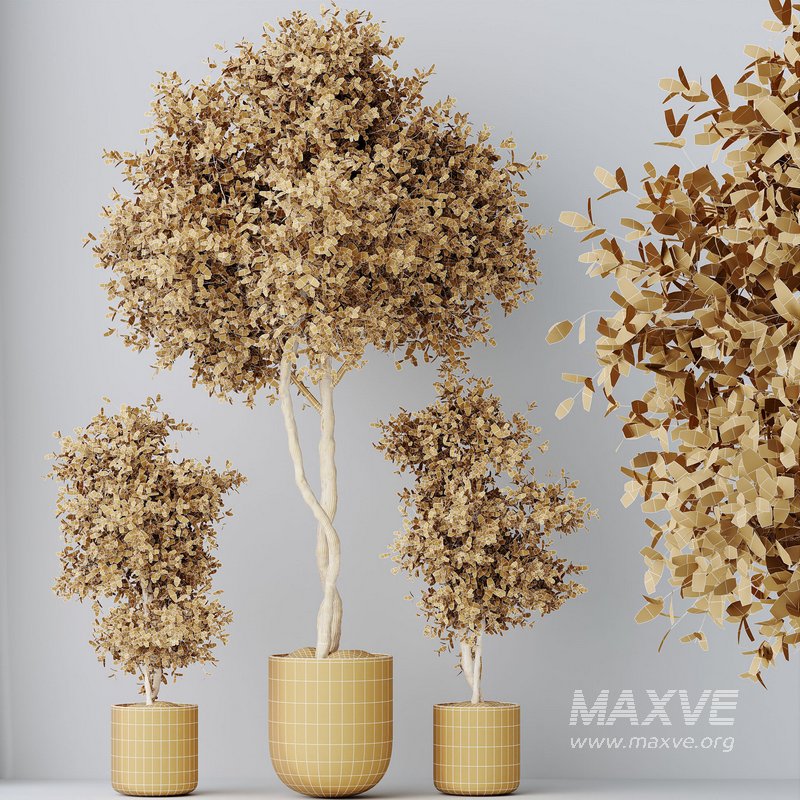 HousePlants Mission Kalamata Leccino Arbequina Wilsonii Chemlali Olive Set19 - Image 4