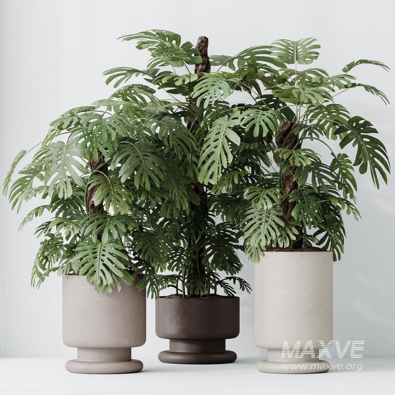 HousePlants Elegant Monstera Deliciosa Large Leaf Form Swiss Cheese Set02 - Image 4