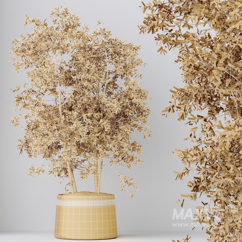 HousePlants Mission Kalamata Leccino Arbequina Wilsonii Chemlali Olive Set12 - Image 4