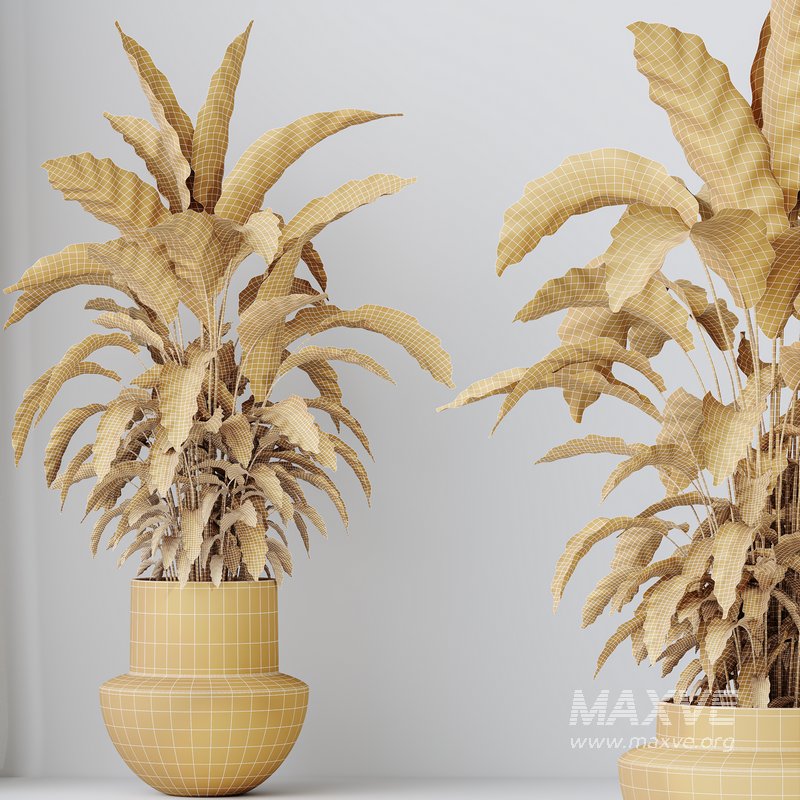 HousePlants Calathea Rufibarba Elbergrass Velvet Affordable - Image 3