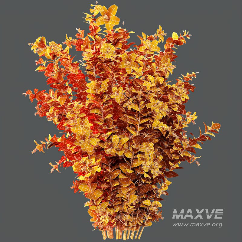 HQ Plants Hibiscus Rosa Sinensis Red Chinese - Image 5