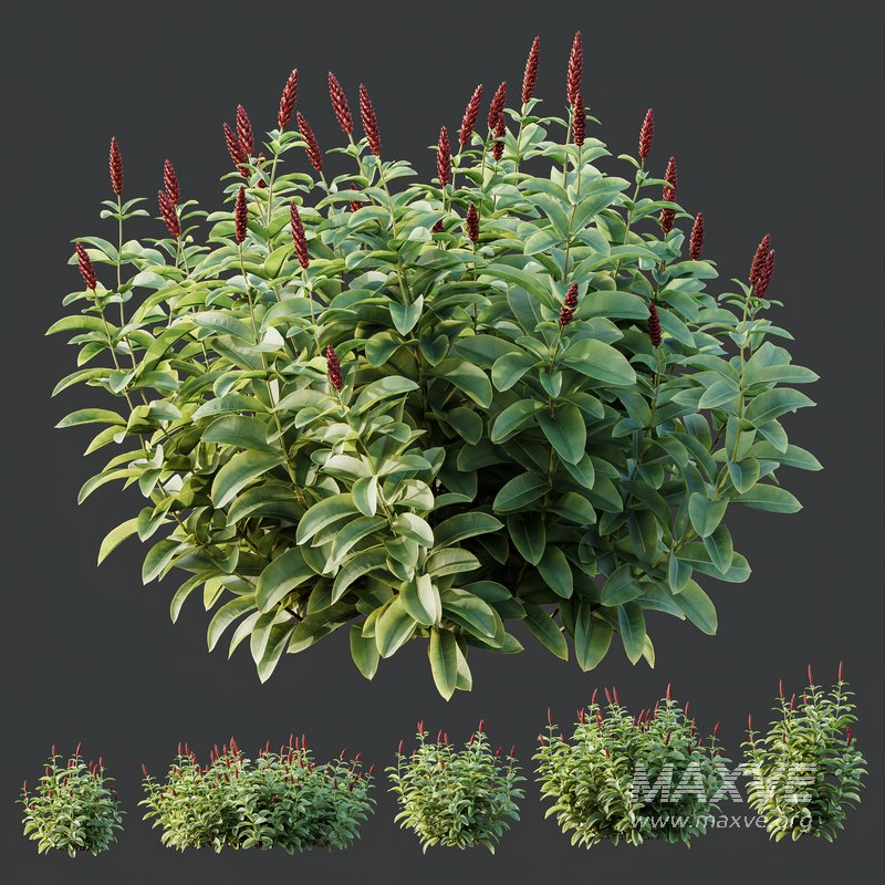 HQ Plants Costus Speciosus Bulbs Crape Malay Ginger - Image 5