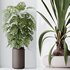 Indoor plant set 50 - Thumbnail 5