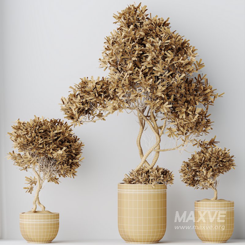 HQ HousePlants Mission Kalamata Leccino Arbequina Wilsonii Chemlali Olive Set 22 - Image 4