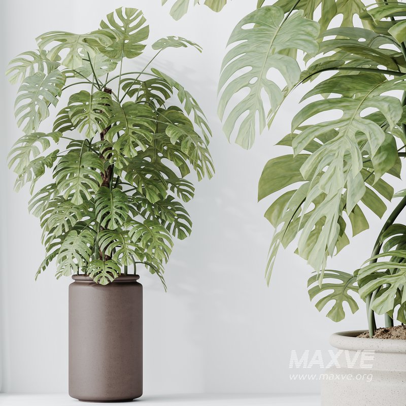 Indoor plant set 38 - Image 3