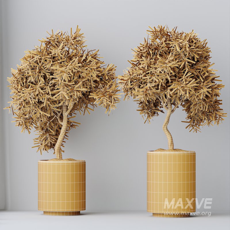 HQ HousePlants Mission Kalamata Leccino Arbequina Wilsonii Chemlali Olive Set 24 - Image 3