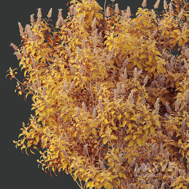 HQ Plants Kapebonavista Pachystachys Lutea Golden Shrimp - Image 4