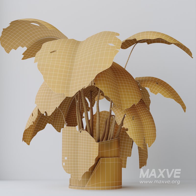 HousePlants Elegant Monstera Deliciosa Large Leaf Form Swiss Cheese Set03 - Image 6