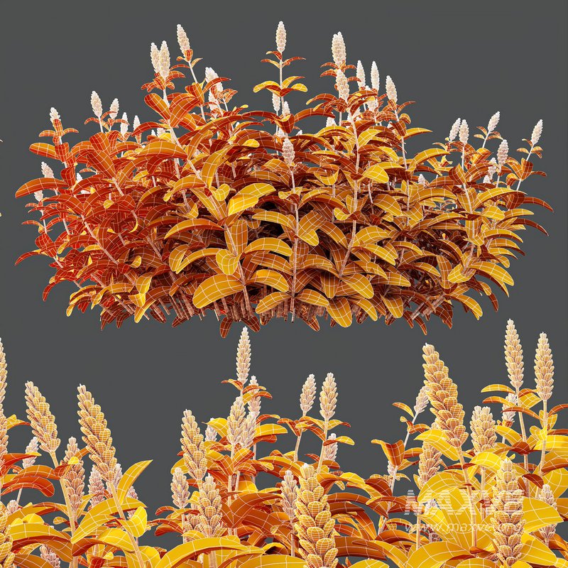 HQ Plants Costus Speciosus Bulbs Crape Malay Ginger - Image 6