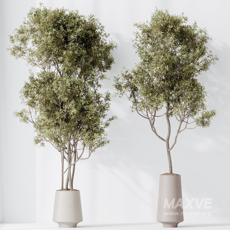 Indoor plant set 45 - Image 2