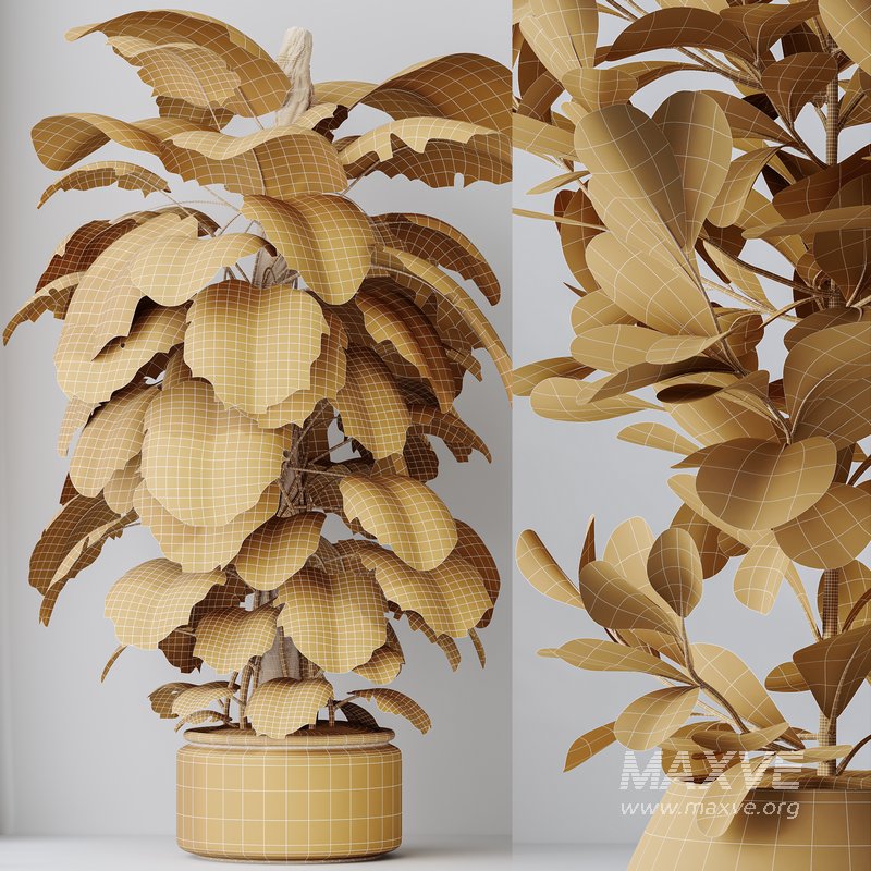 Indoor plant set 38 - Image 5