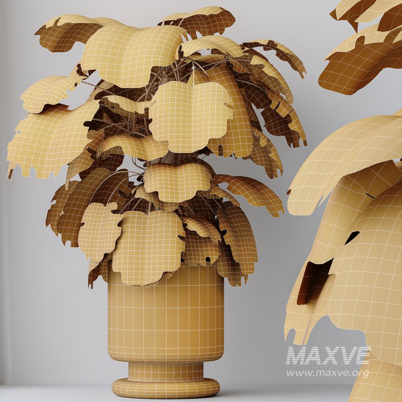 HousePlants Elegant Monstera Deliciosa Large Leaf Form Swiss Cheese Set02 - Image 6